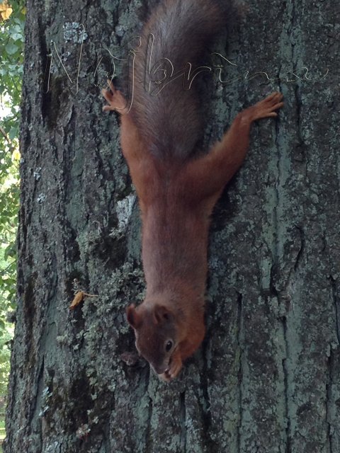 Питер - самый лучший город на земле! Вихтель Rosemarie Anna Muller