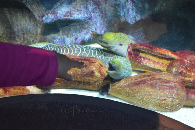 Питер - самый лучший город на земле! Вихтель Rosemarie Anna Muller