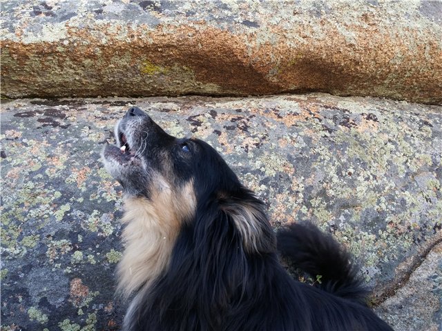 Сибинские озера. Фросенька-эльф высокогорный. ReaiPuki Pupu