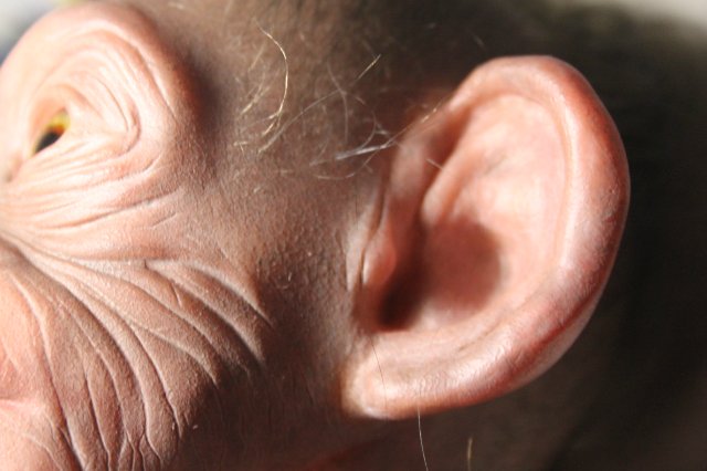 Гога, он же Гоша,он же Гора, он же Жора, здесь проживает? кукла реборн Элины Кудрявцевой (фото 8)