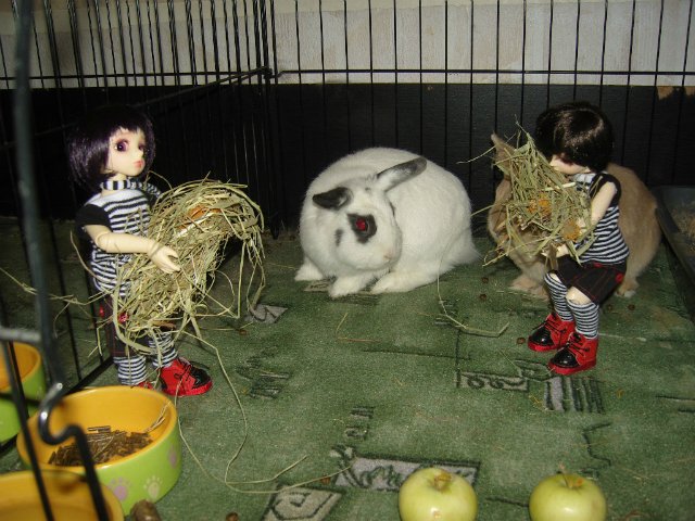 Юннаты - Рен и Ран — Куклы Dollzone (Доллзон): BJD (БЖД) (фото 6)