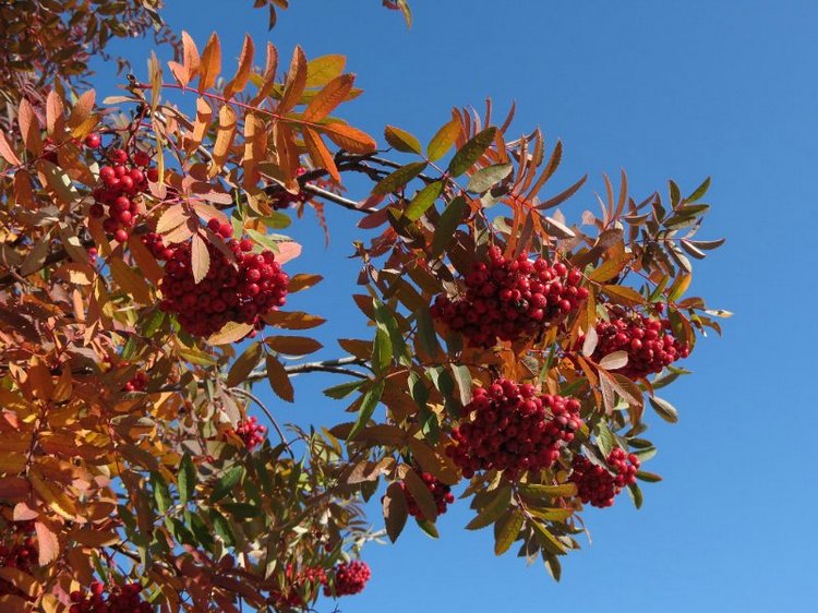 Люблю я пышное природы увяданье (фото 2)