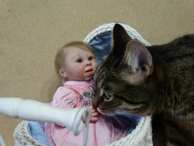 Моего кота не волнуют конкурсы, он просто любит фотографироваться