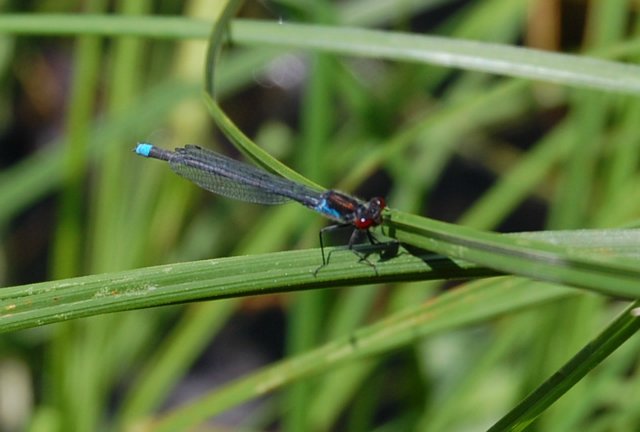 Путешествие по огромному миру! Ирис от E. Pfaffendorf и Тим от Susi Eimer