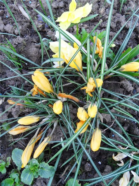 Люблю тебя, английская деревня (фото 10)