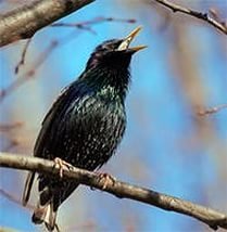 Марселька и тролли рассаду сажали, а бабочка с пчелкой им помогали... По следам конкурса "Моя Весна"