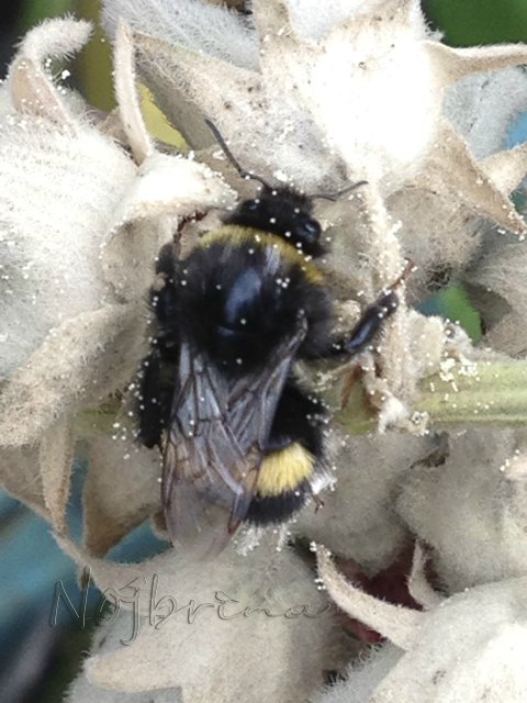 Яркие краски. Вихтели Rosemarie Anna Muller