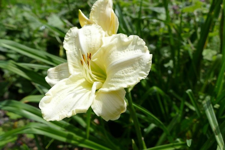 Hirschpark Hamburg. Олений парк. ВИДЕО
