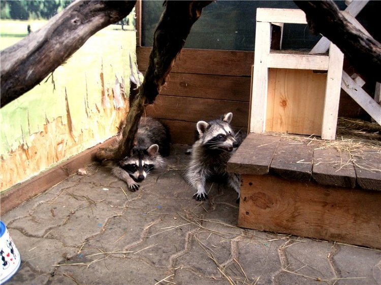Лето. Солнце. Море. Всё смешалось - звери, куклы. Часть2 | Бэйбики Лето. Солнце. Море. Всё смешалось - звери, куклы. Часть2