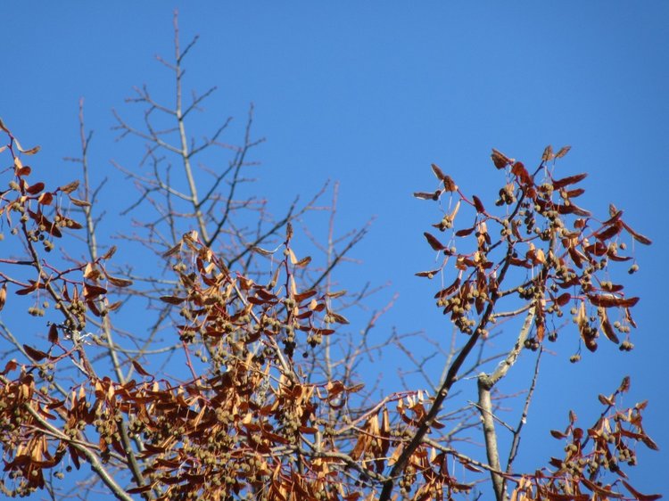 Утренняя прогулка в парке Горького с Соломоном и Анхен, или О сложностях гуляния с собакой и куклой одновременно (фото 6)