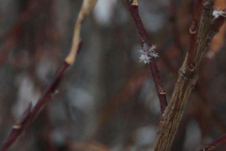 Любите ли вы Зиму так, как люблю ее я? Нэлли, кукла реборн Олеси Венгер