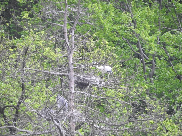 Любителям птиц. Серая цапля Словении
