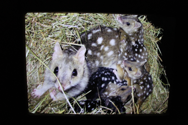 По Германии: зоопарк Лейпцига, часть 2 (фото 5)