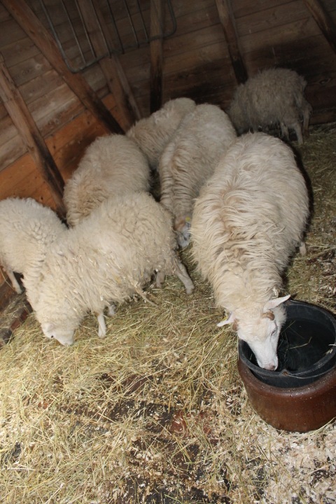 По Германии: зоопарк Лейпцига, часть 2