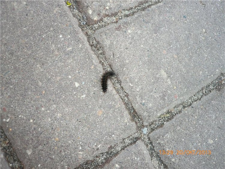 Мой милый утеночек! Лёля - кукла Ли Миддлетон