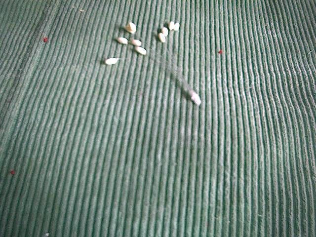 Очумелые ручки или необычное в обычном