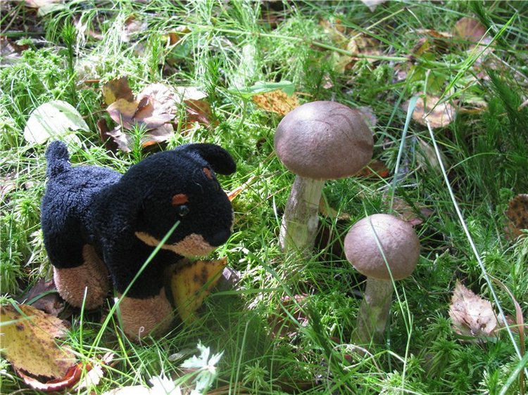 Прогулки Эмили по осеннему лесу | Бэйбики Прогулки Эмили по осеннему лесу (фото 2)