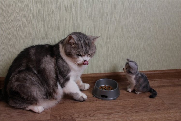 Котик Дени. Авторская игрушка Анны Ястрежембовской