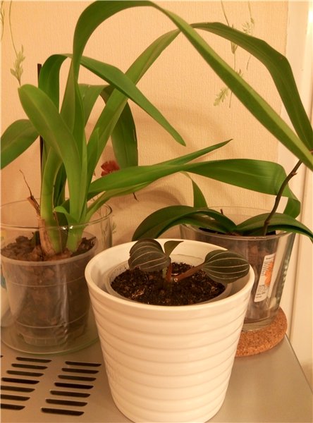 Мама любит куколок и цветочки | Бэйбики Мама любит куколок и цветочки