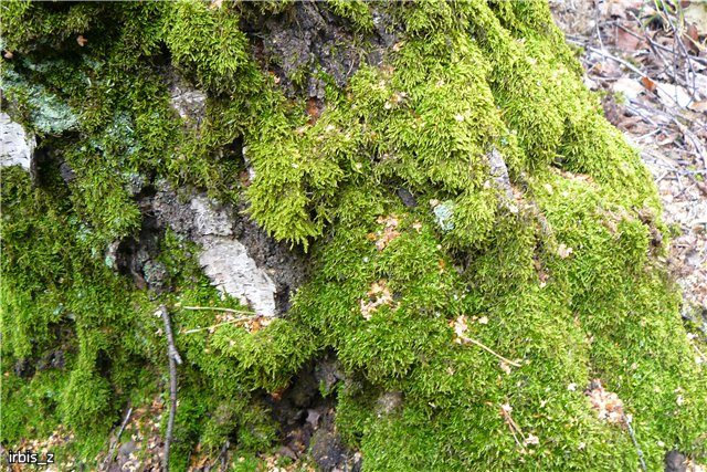 Осенняя сказка. Часть 1. (PukiFee Ante Ариэтти, PukiFee Bonnie Ариэль) | Бэйбики Осенняя сказка. Часть 1. (PukiFee Ante Ариэтти, PukiFee Bonnie Ариэль)