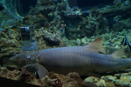 Воронежский океанариум — Туризм и путешествия: фотоотчеты из поездок