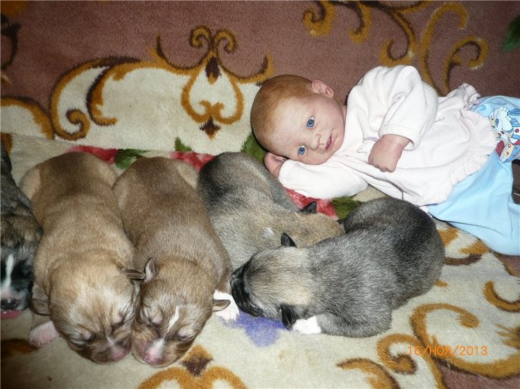 Куклы и собаки. Радость в нашем доме