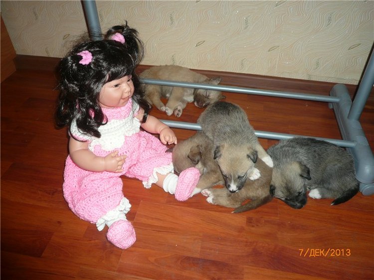 Куклы и собаки. Радость в нашем доме