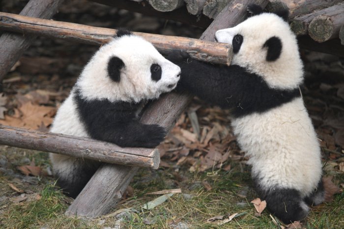 Наши любимые животные — Болталка и разговоры обо всем: жизнь (фото 3)