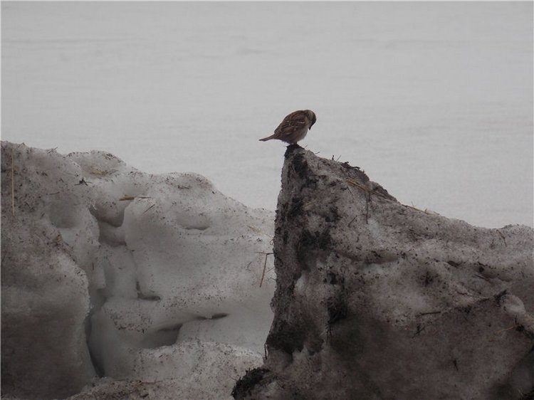 Гелькина прогулка (кукла Готц) (фото 4)