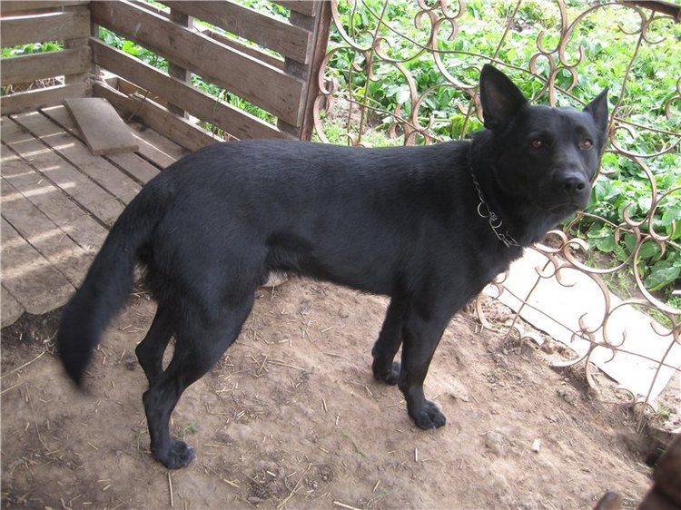 Сестрёнки. Куклы Готц Алиса и Оленька