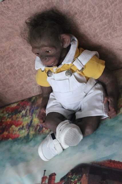 Гога, он же Гоша,он же Гора, он же Жора, здесь проживает? кукла реборн Элины Кудрявцевой