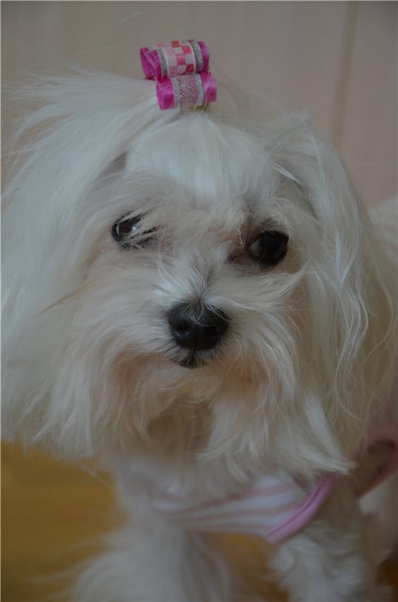 Балерина Хлоя или наше участие в конкурсе "Кукла и питомец"