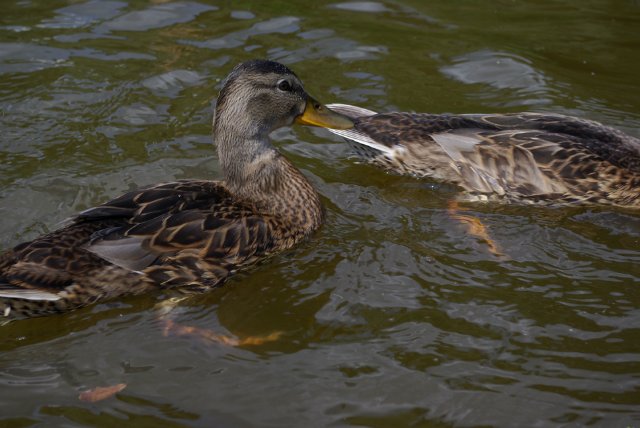 Приезжайте в Кратово — Туризм и путешествия: фотоотчеты из поездок