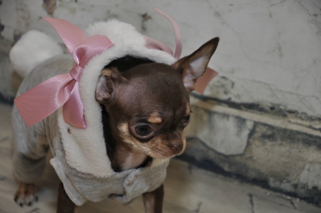 Лайла (Кайе Виггз) с Феней (чишечка). Надеюсь, что любителей собачек на сайте также много, как и поклонников кукол от Кайе