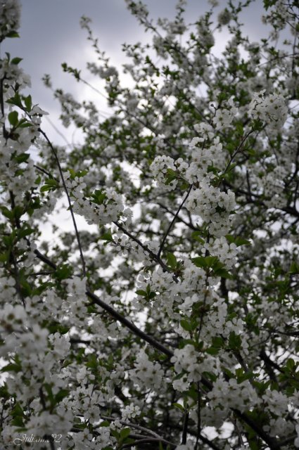 "Первый майский день..." Оливия от Helen KISH