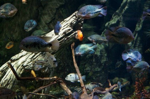 Воронежский океанариум — Туризм и путешествия: фотоотчеты из поездок