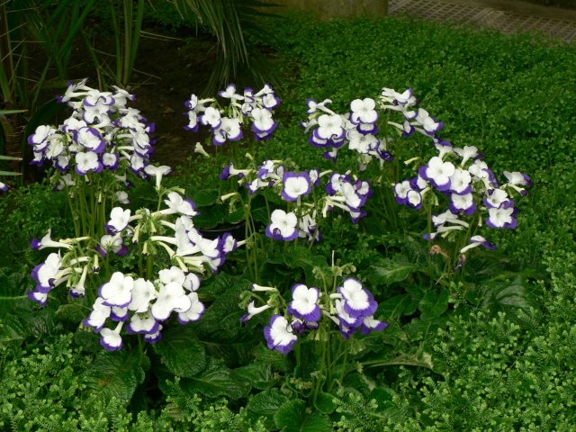 Весна. Цветы — Туризм и путешествия: фотоотчеты из поездок (фото 3)