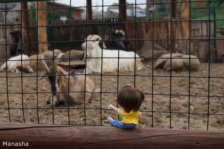 Как Майка в зоопарк ходила. pukiFee Ante Fairyland | Бэйбики Как Майка в зоопарк ходила. pukiFee Ante Fairyland (фото 8)