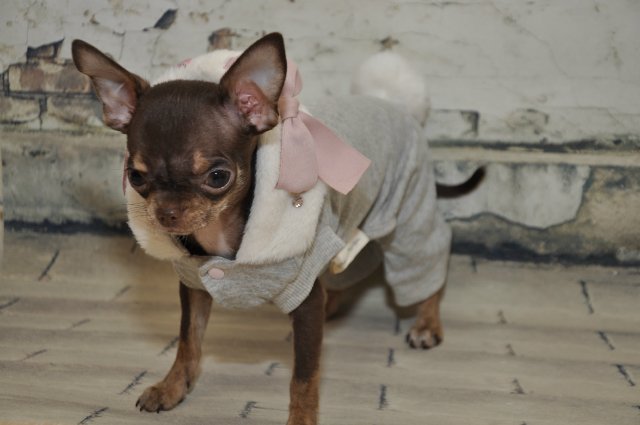 Лайла (Кайе Виггз) с Феней (чишечка). Надеюсь, что любителей собачек на сайте также много, как и поклонников кукол от Кайе