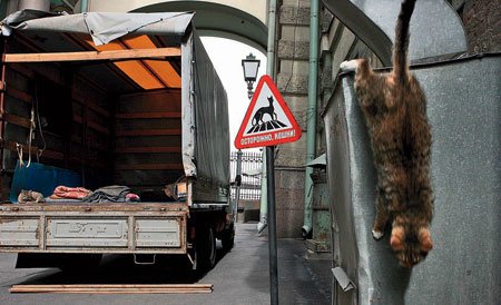 «Мяу» особого назначения или Весенняя кошкотерапия