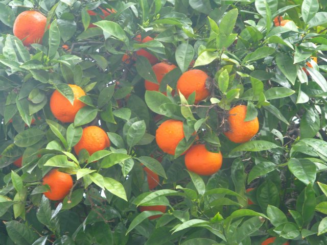 Кусочки моей Греции — Болталка и разговоры обо всем: жизнь