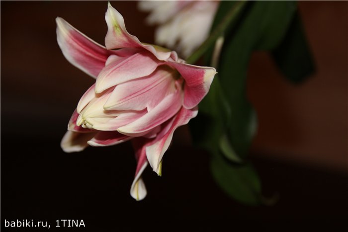 Лилии и Яни от Kaye Wiggs