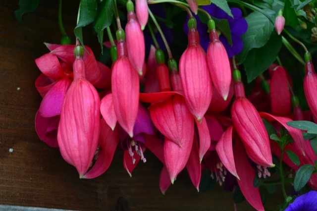 Опять хочу - нет не в Париж, а в Баварию