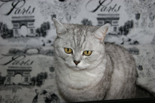 Azalea Kimberly Lasher и другие дюймовочки