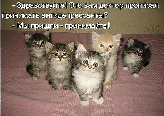 Без кота и жизнь не та — Болталка и разговоры обо всем: жизнь