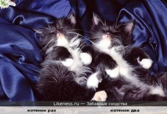 Это ты? А может я? Или копия моя? Двойняшки от Pamela Erff (фото 4)