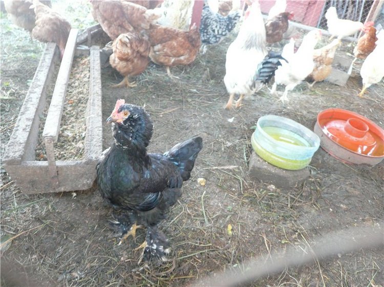 Пупсики родом из детства! Начало коллекции