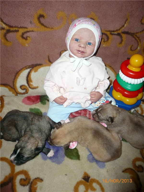 Куклы и собаки. Радость в нашем доме
