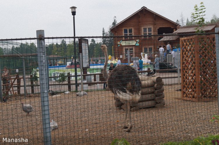 Как Майка в зоопарк ходила. pukiFee Ante Fairyland | Бэйбики Как Майка в зоопарк ходила. pukiFee Ante Fairyland