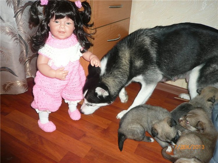 Куклы и собаки. Радость в нашем доме (фото 8)